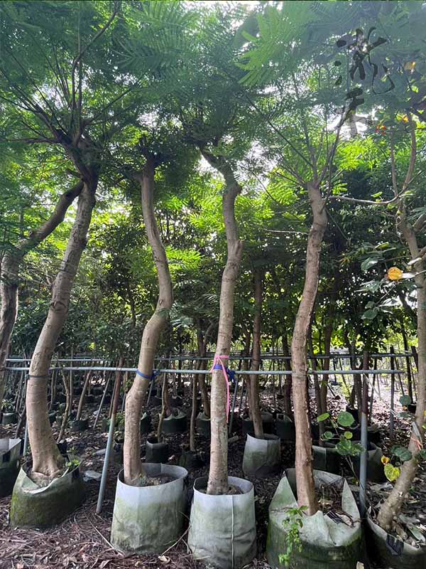 景觀植物