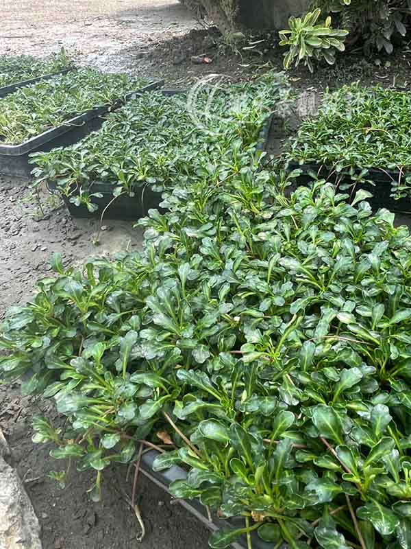 景觀植物