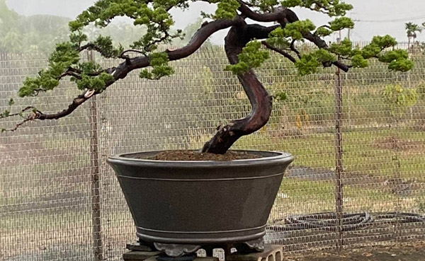 景觀植物