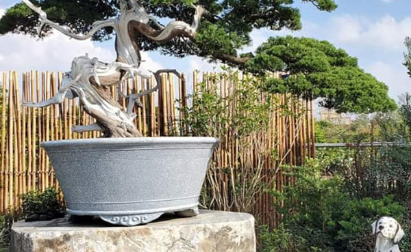 景觀植物