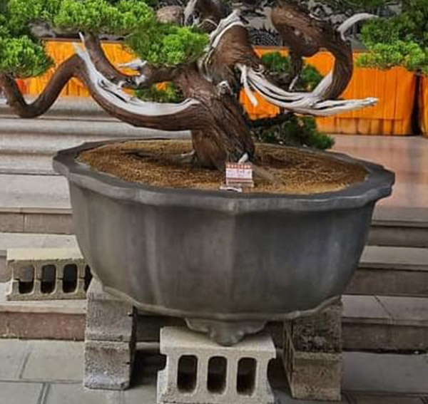 景觀植物