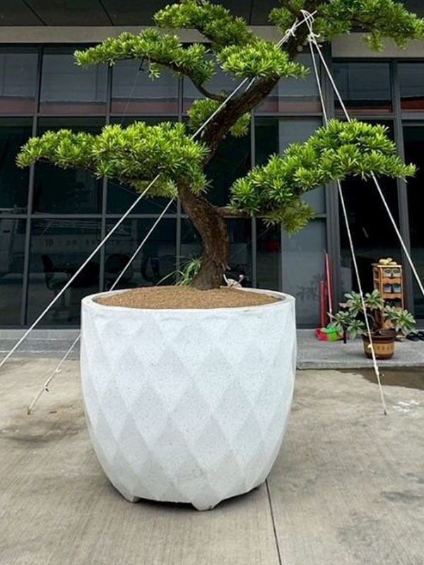 景觀植物