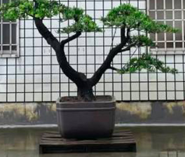 景觀植物