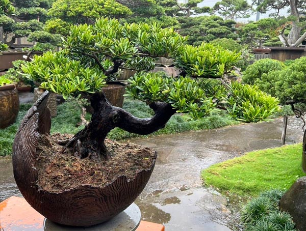 景觀植物