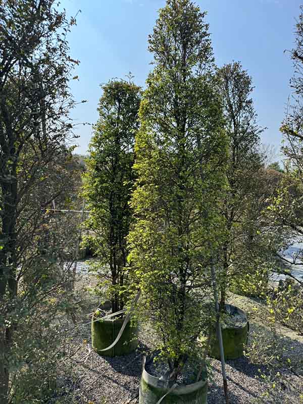 景觀植物