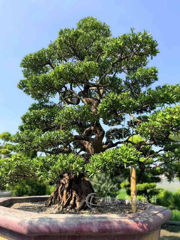 景觀植物