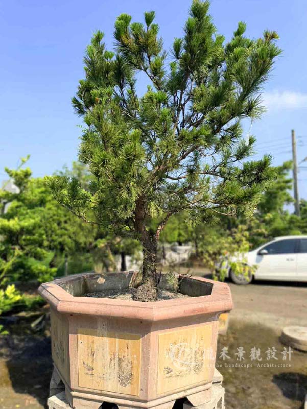 景觀植物
