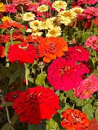 重辦百日花/百日草