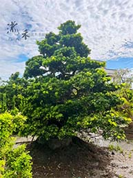 優型羅漢松(傘型)