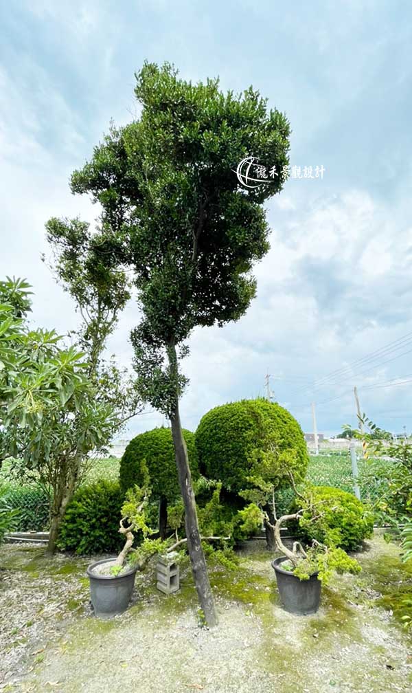 象牙木(自然型)-瀧禾景觀設計