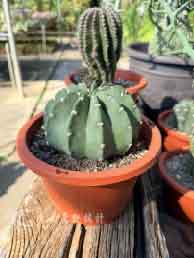 短毛丸(白花)-6吋盆