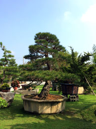 日本黑松